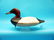EARLY CANVASBACK DRAKE, attributed to Asa Owens/Henry
