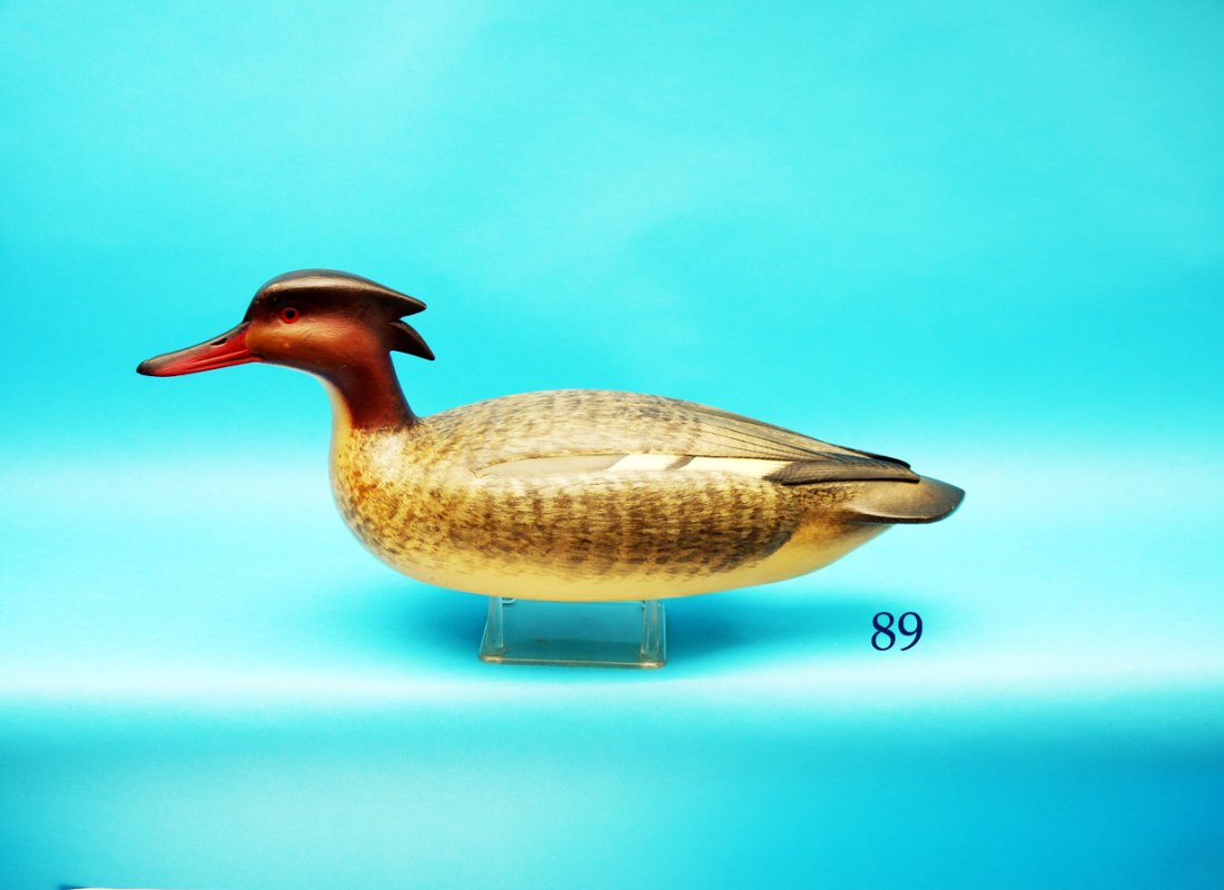 VERY FINE RED-BREAST MERGANSER HEN by Fredrick C. (1 of 1)