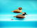 VERY FINE AND RARE PAIR OF HOODED MERGANSERS by Delbert