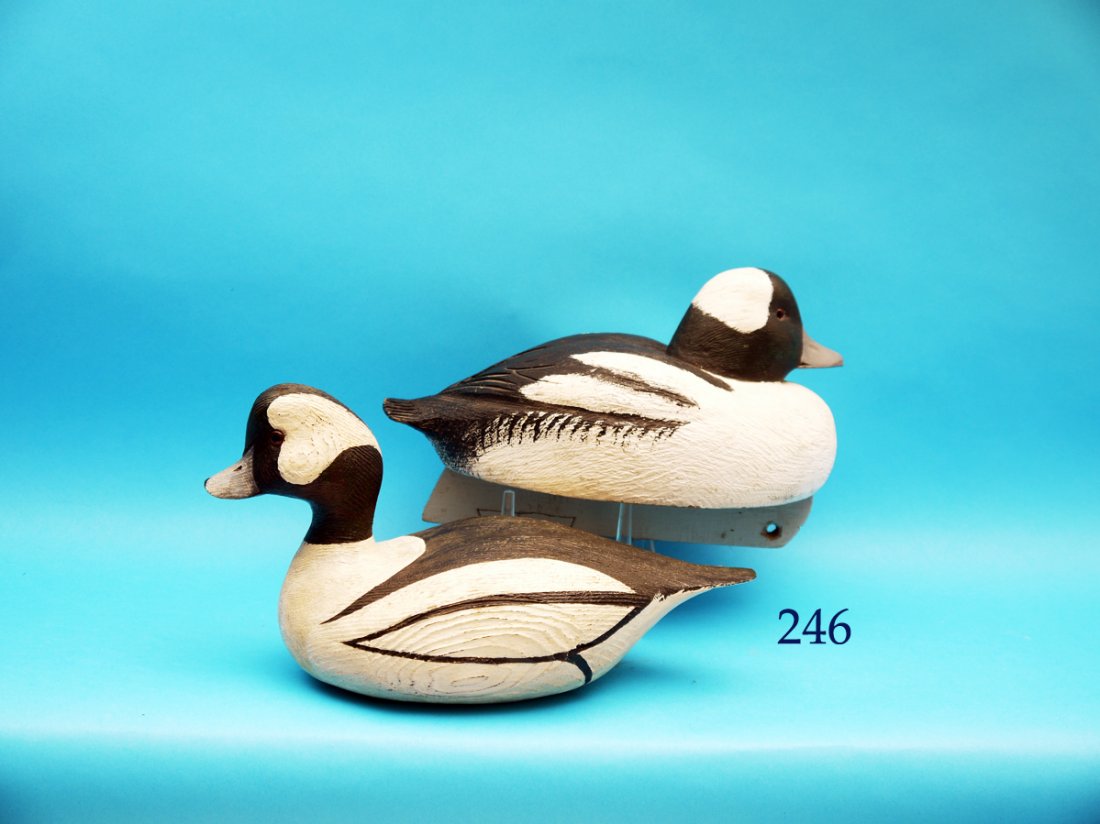 BUFFLEHEAD DRAKE by Adam Anger, Tecumsen, ONT. (1 of 1)