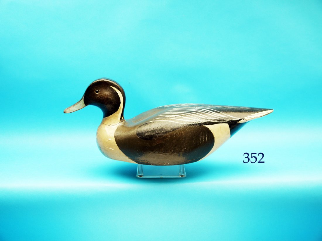 PINTAIL DRAKE attributed to the L.T. Ward Bros., circa (1 of 1)