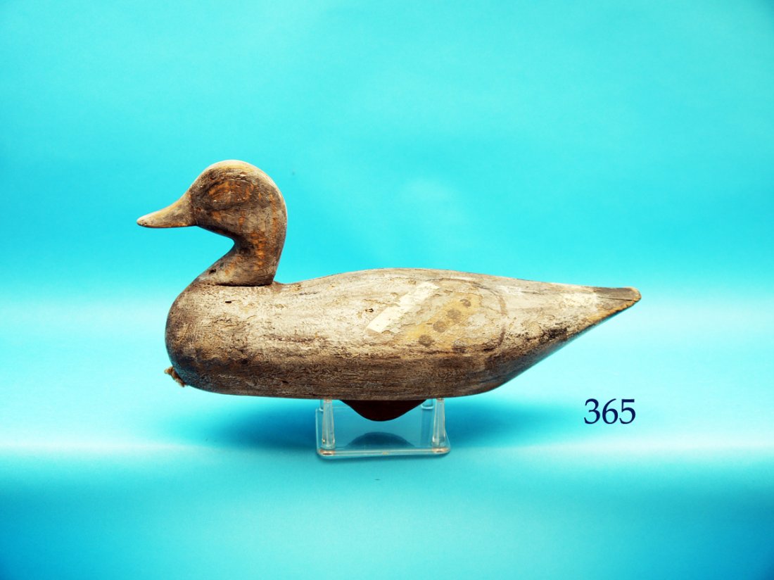 VERY EARLY WIDGEON by Ned Burgess, Churches Island, NC, (1 of 1)