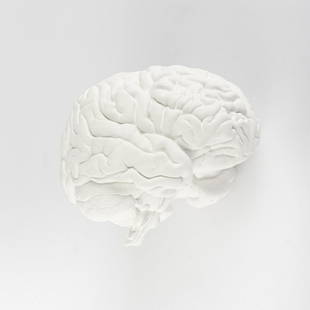 Katharina Fritsch , 'Brain', 1987: Katharina Fritsch , 'Brain', 1987, H. 12 x 16.5 x 13 cm. Plaster. From an edition of 20 copies.,