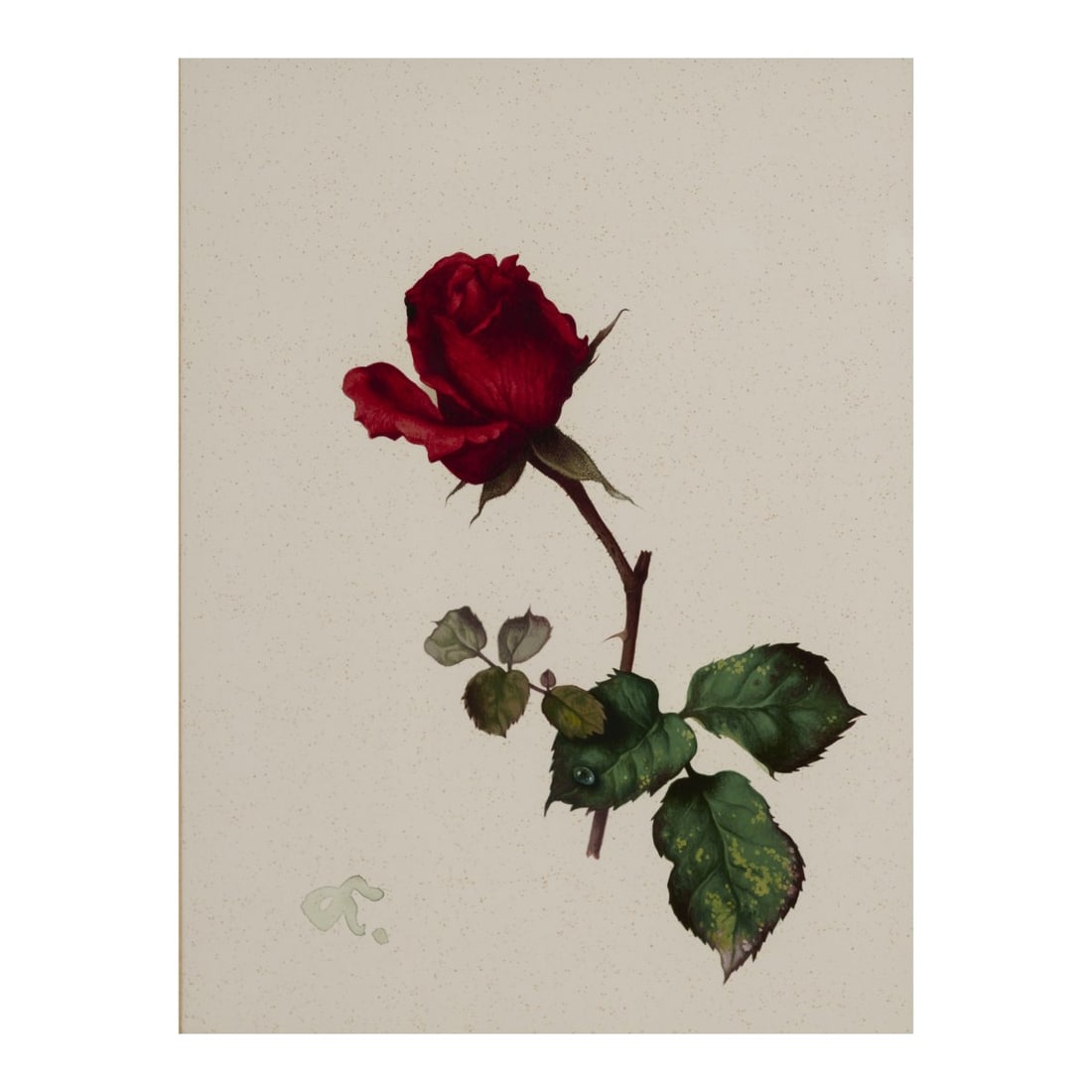 Willy Kriegel (1901 Dresden - 1966 Starnberg), 4 gouaches Rose, Blackberry, Blueberry, Lily of the (1 of 12)