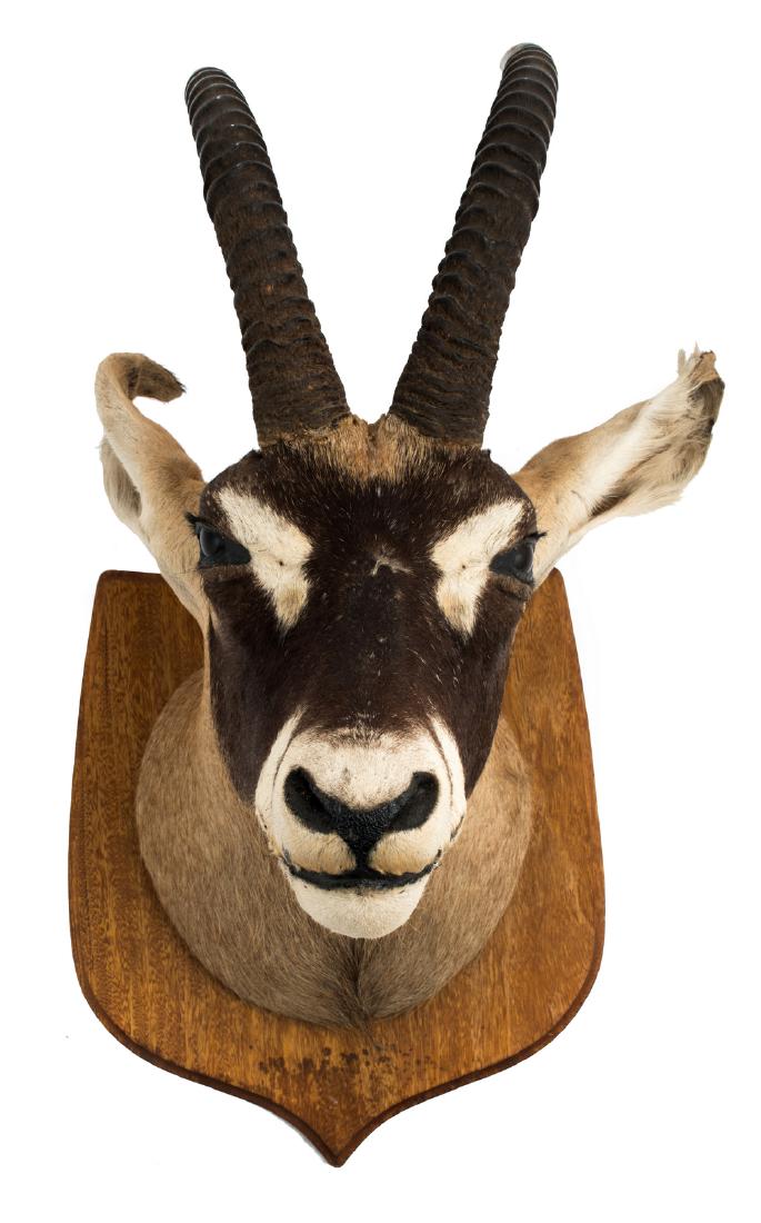 A gems hunting trophy, H 90 cm: A gems hunting trophy, H 90 cm