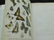 1 Vol. Herman Strecker Leidoptera First Edition - 2