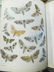 1 Vol. Herman Strecker Leidoptera First Edition - 4