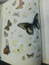 1 Vol. Herman Strecker Leidoptera First Edition - 5