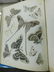 1 Vol. Herman Strecker Leidoptera First Edition - 6