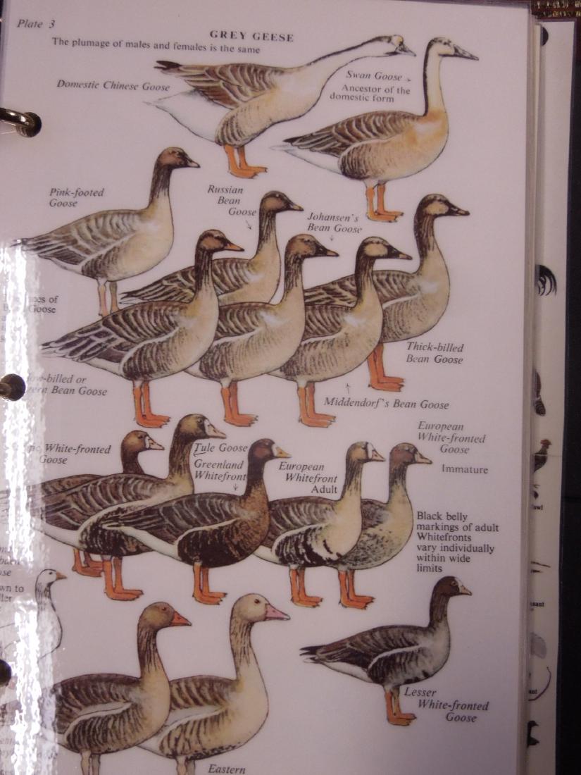 Binder Original Water Fowl Art Work (1 of 7)