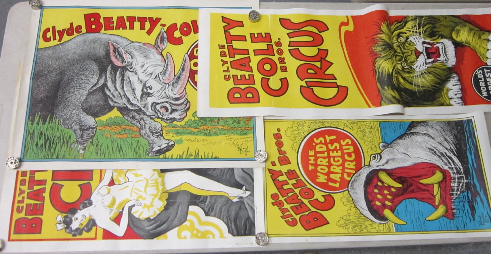4 Original Clyde Beatty Cole Bros. Circus Posters: 4 Original Clyde Beatty Cole Bros. Circus Poster, all one sheet litho on paper including: hippopotamus, Roland Butler, No. 80-CB, 14" xc 27", lion - long sheet, 14' x 41", with attached fair sheet "Mi