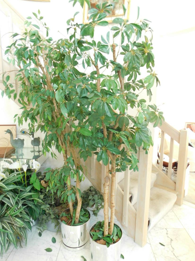 Lot 11 Artificial Plants and Trees (1 of 4)