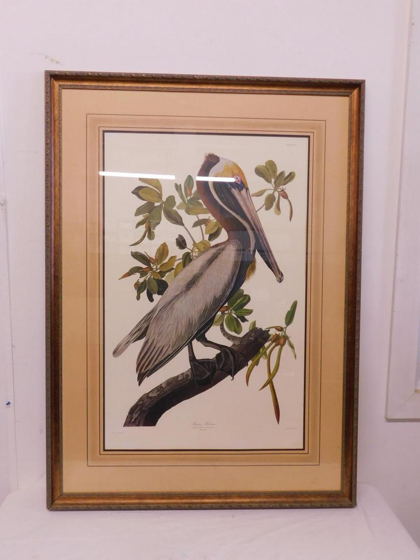 John J Audubon-Brown Pelican Bird Collection Print (1 of 9)
