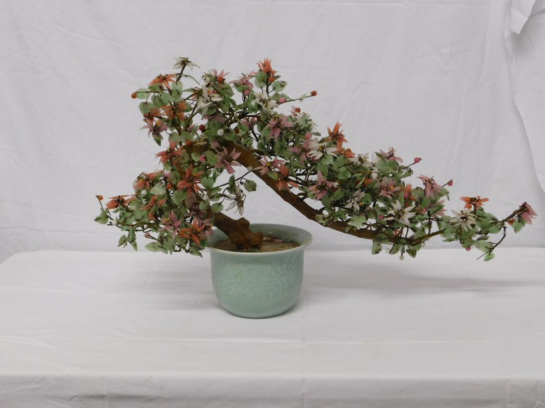 Chinese Jade Tree (1 of 6)