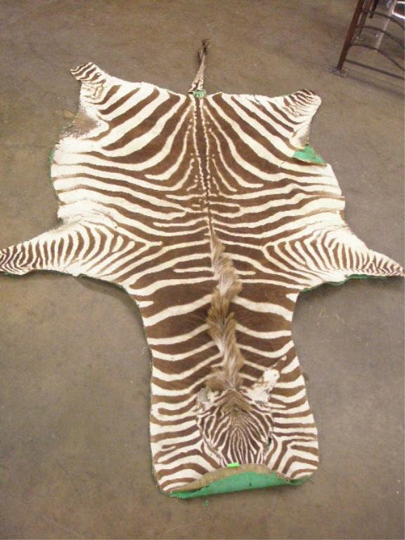 Zebra Skin Rug: Zebra skin rug, mid 20th C., length nose to tail tip approx 104".