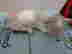 item-131380195=2