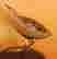 item-131833031=2
