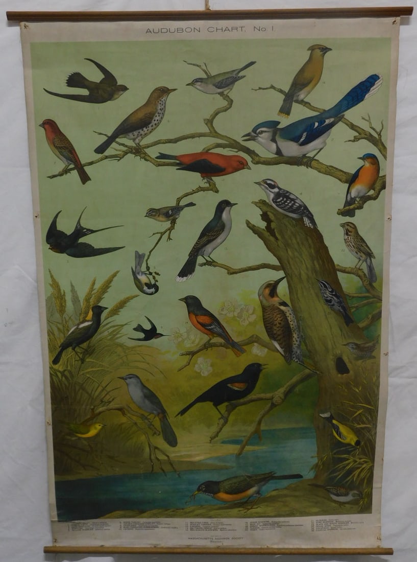 Audubon Bird Chart: Audubon Bird Chart. No. 1,for Massachusetts, Audubon Society, Boston - copyright 1898, color chromo lithograph on paper with linen, backing; lists, 26 different bird species, original wood dowels, 42"