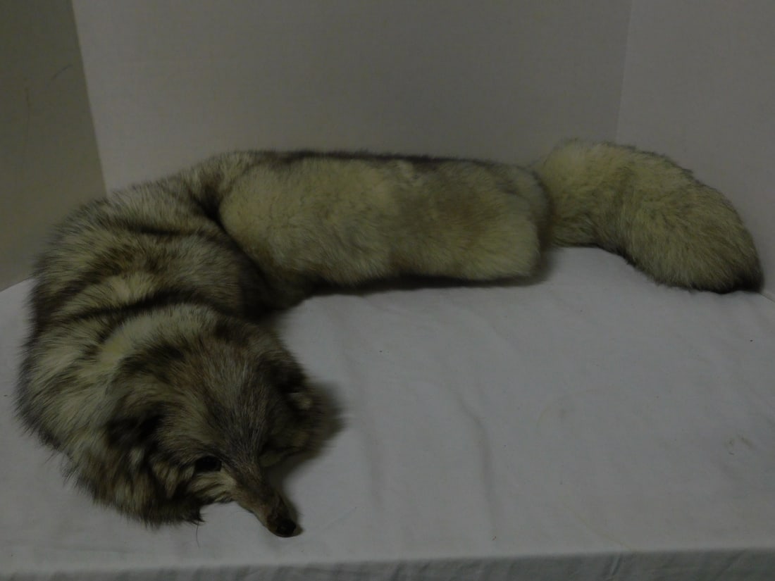 Real Fox Head & Tail Collar: Real Fox Head and Tail Collar, silver / with brown highlights, glass eyes, long tail, approx. 48"l. CONDITION: Very fine.