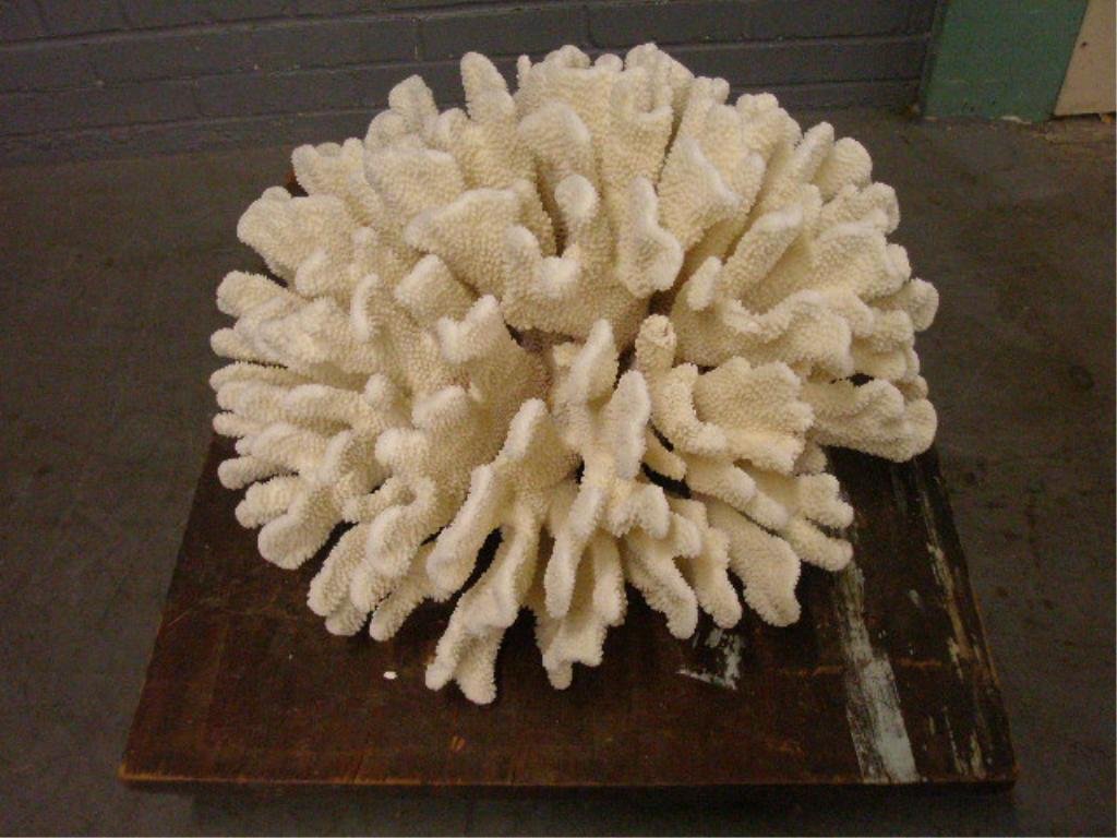 Natural Decorative "Elkhorn" Coral Formation: Natural decorative "Elkhorn" coral formation, cleaned & cured. This reed specimen measures, 12" x 22" x 21". CONDITION: Very good with minor breakage.
