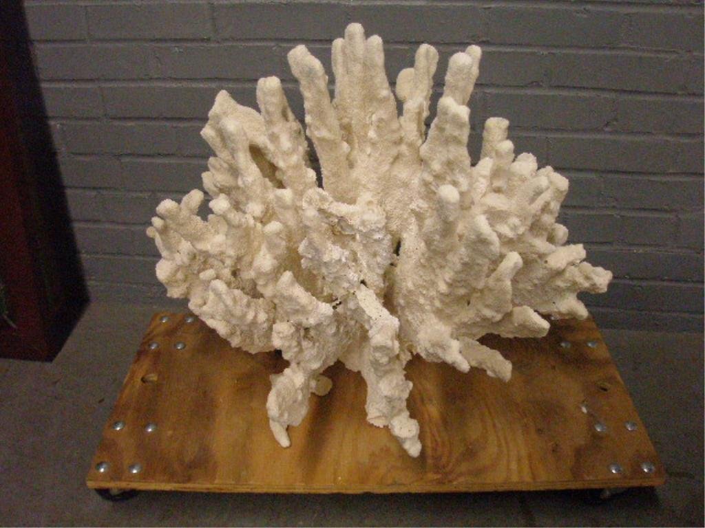 Natural Decorative "Finger" Coral Formation: Natural decorative "Finger" coral formation, cleaned and cured. This large reef specimen measures 21" x 26" x 18". CONDITION: Very good, clean condition some "fingers" broken.