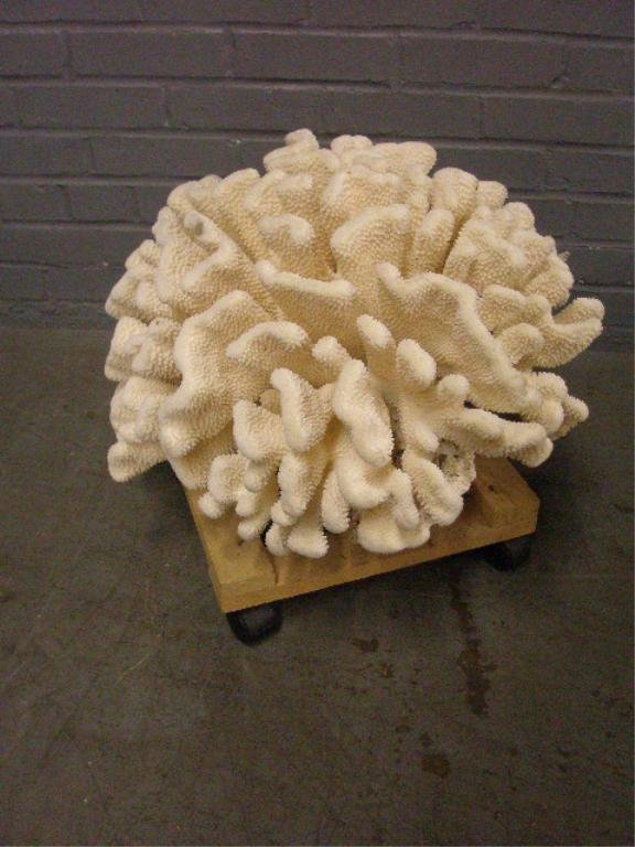 Natural Decorative "Elkhorn" Coral Formation: Natural decorative "Elkhorn" coral formation, clean and cured. This reef specimen measures 13" x 20" x 18". CONDITION: Very good with minor breakage.