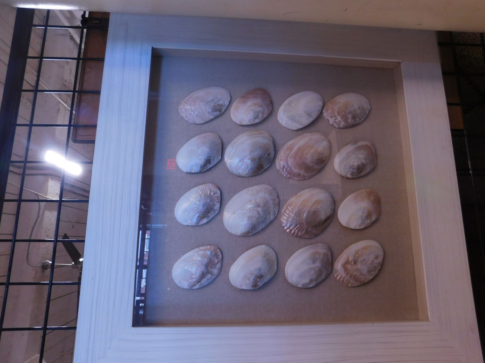 Framed Sea Shells (1 of 4)