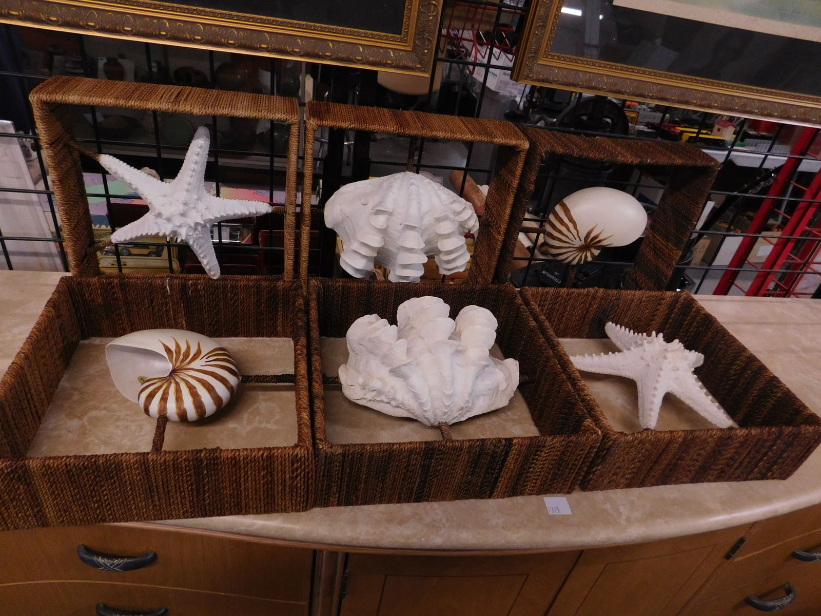 6 Large Framed Sea Shells (1 of 4)