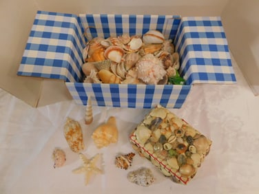 Large Lot Sea Shells