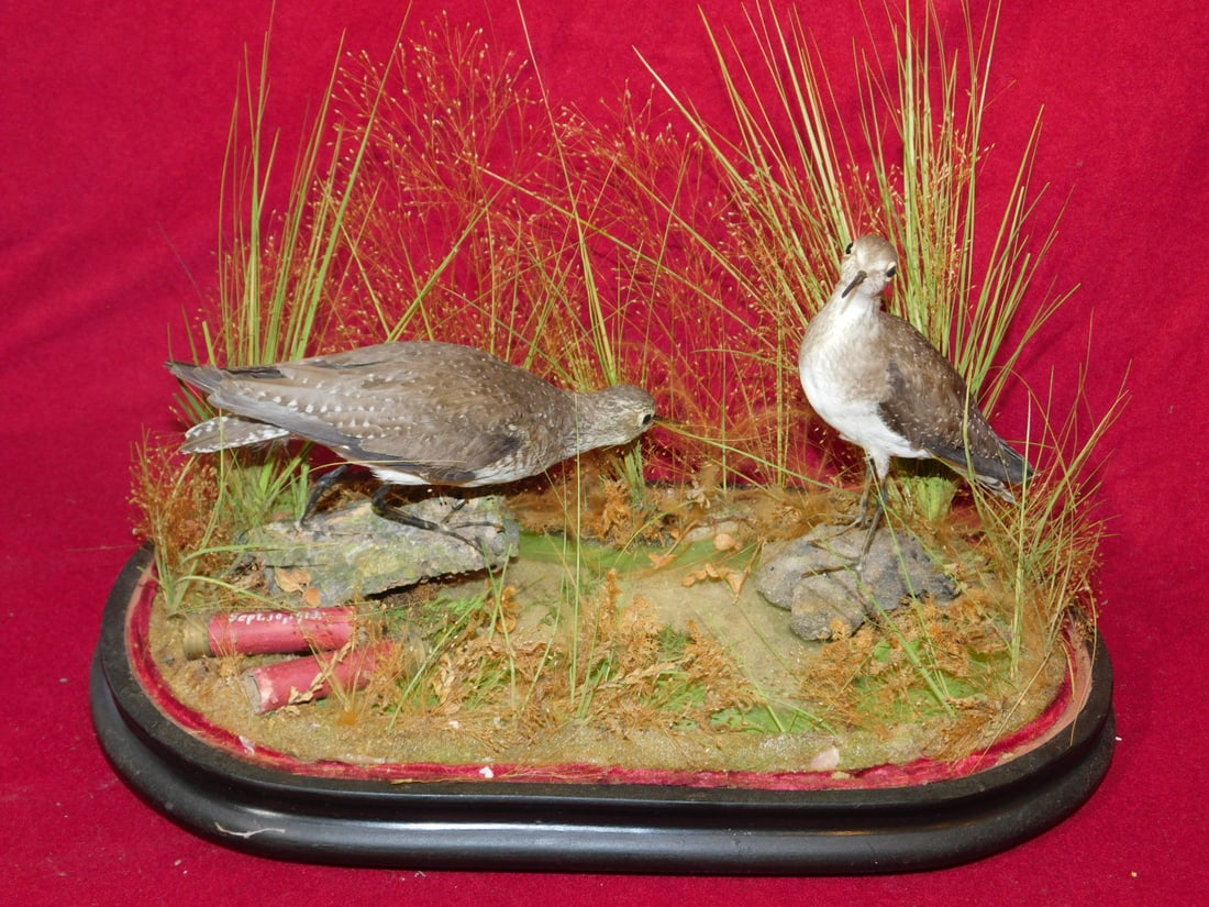 Bird Taxidermy Under Dome: Bird Taxidermy Under Dome, oval glass dome on fitted wood base houses two mountain flowers in field setting, accompanied by two shotgun shells marked "Sept. 10, 1913", approx. 15" x 14' x 7". CONDITIO
