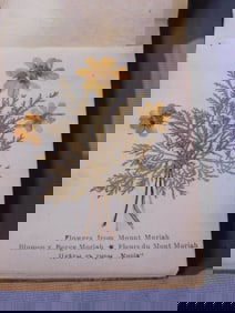 Flowers of Jerusalem Book