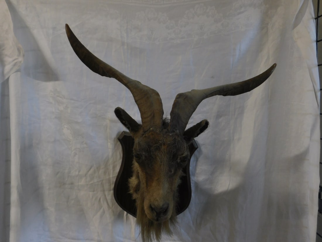 Mountain Goat Mount (1 of 8)