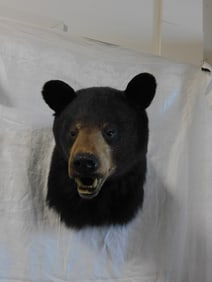Black Bear Taxidermy