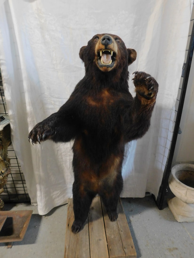 Black Bear Life Size (1 of 14)