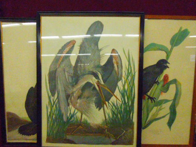 [3] Carroll S. Tyson Lithographs: [3] Vintage Caroll S. Tyson colored lithographs, from an original 1918 series: "Double-crested Cormorant"; "Great Blue Heron"; "Common American Crow". 30 1/2"h x 22 1/2"w=frames (Heron/Crow); 29 1/4"h