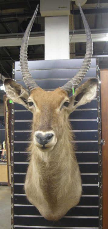 African Impala Mounted Head: African Impala Mounted Head, 24" curved horns, overall hgt approx 50" CONDITION: small rubbed area on hair at shoulder