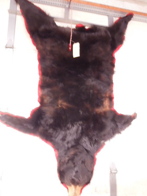 Black Bear Rug: Black Bear Rug, Head & Full Body. Condition: Minor wear