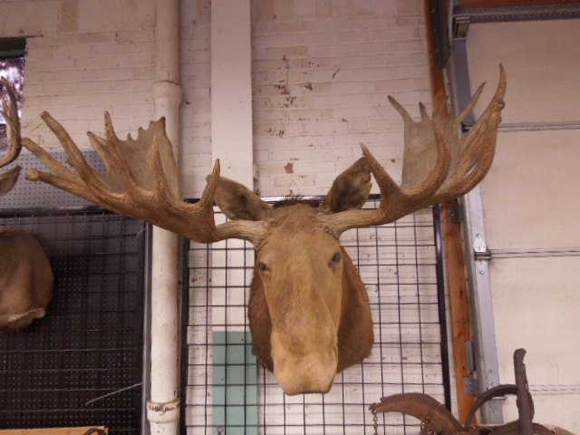 Mounted Moose Head: Mounted Moose Head, 41" D x 61" Antler Width x 29" Neck height. Condition: General wear, especially around eyes and on right ear