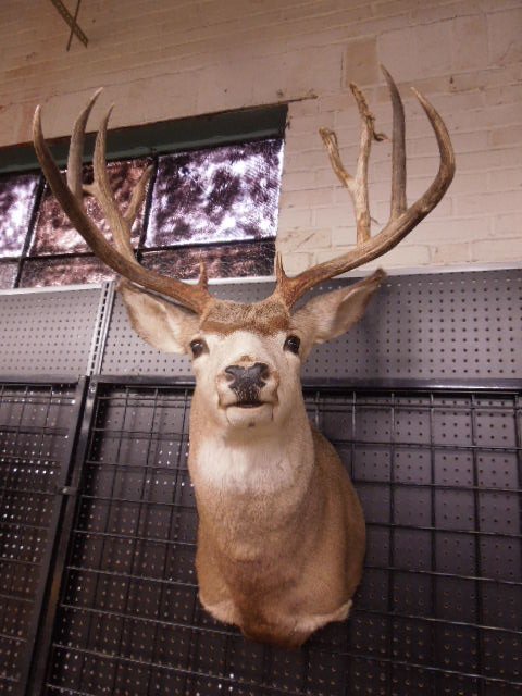 Mule Deer Head Mount: Mule Deer Head Mount, 28"D x 23" Antler width x 19" Neck height. Cond: General minor wear