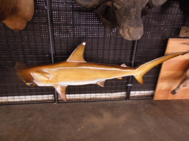 Large Fiberglass Molded Hammer head Shark: Large Fiberglass Molded Hammer head Shark, hand painted, fitted for wall mount in back, 33" t x 93" lCondition; minor areas of paint loss especially in back, overall good