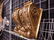 Pr. Gilt Wall Brackets - 2