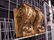 Pr. Gilt Wall Brackets - 3