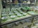 Spode Copeland China R4656 Luncheon Set