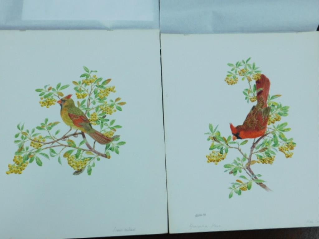 Robin Hill Cardinal Watercolors (1 of 4)