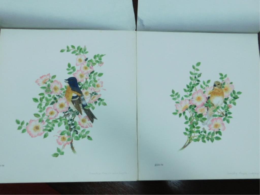 Robin Hill Brambling Fringella Watercolors: Lot of 2 unframed Contemporary 20th C. Robin Hill unsigned 14 /12" (height) x 12 3/4" (length) & 14 1/2" (height) x 13 1/2" (length) watercolor illustrations on board, designed in 1982 for the Frankli