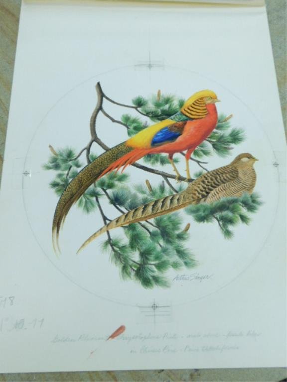 Arthur Singer Golden Pheasant Watercolor (1 of 4)
