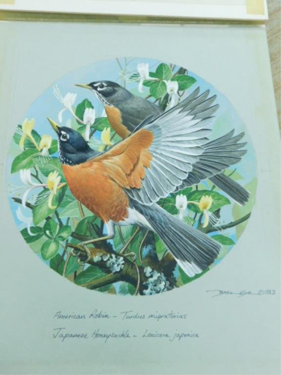 Basil Ede American Robin Watercolor (1 of 4)