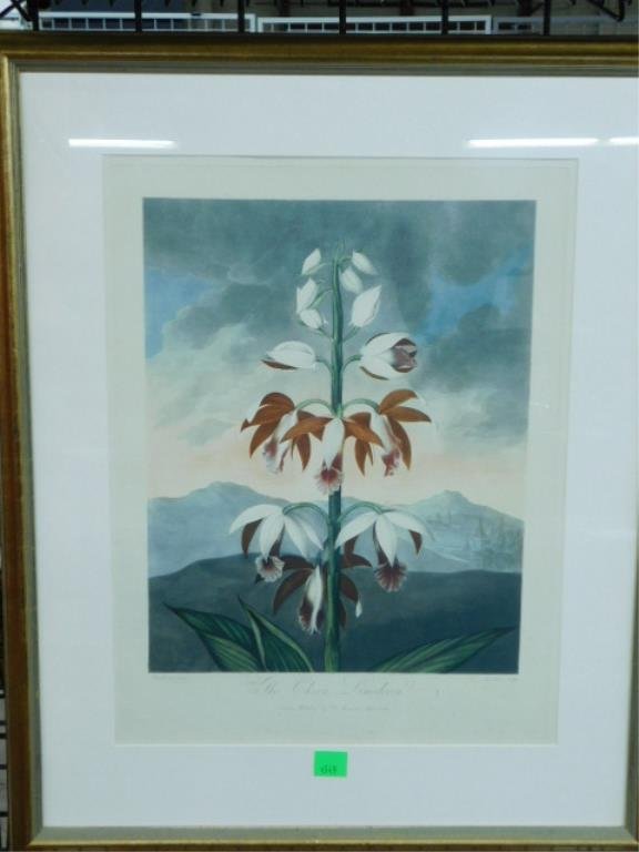 "The China Linodoron," from "Temple of Flora" (1 of 2)