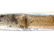 WWII GERMAN 98K K98 BAYONET CARL EICKHORN MATCHING - 8
