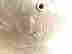 item-80971087=2